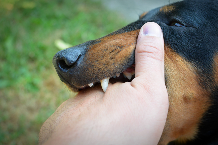 dog biting a person's hand -Nashville dog bite attorneys
